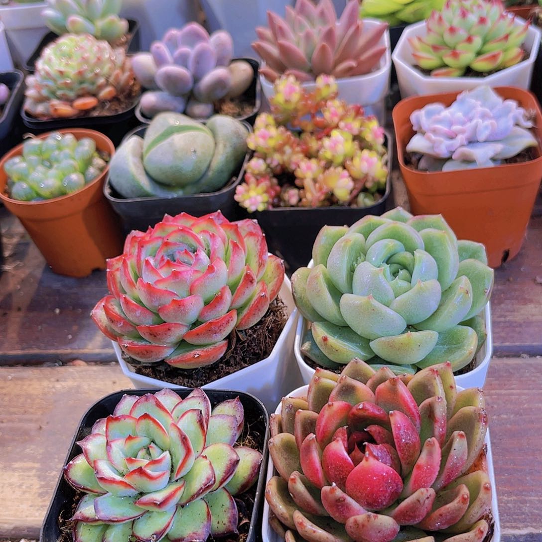 4个玫瑰套餐福利带盆土