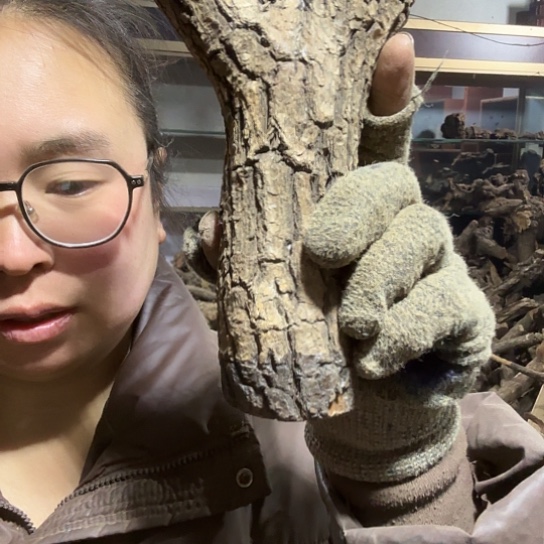 香榧木?*欢火琉璃的毛料摆件