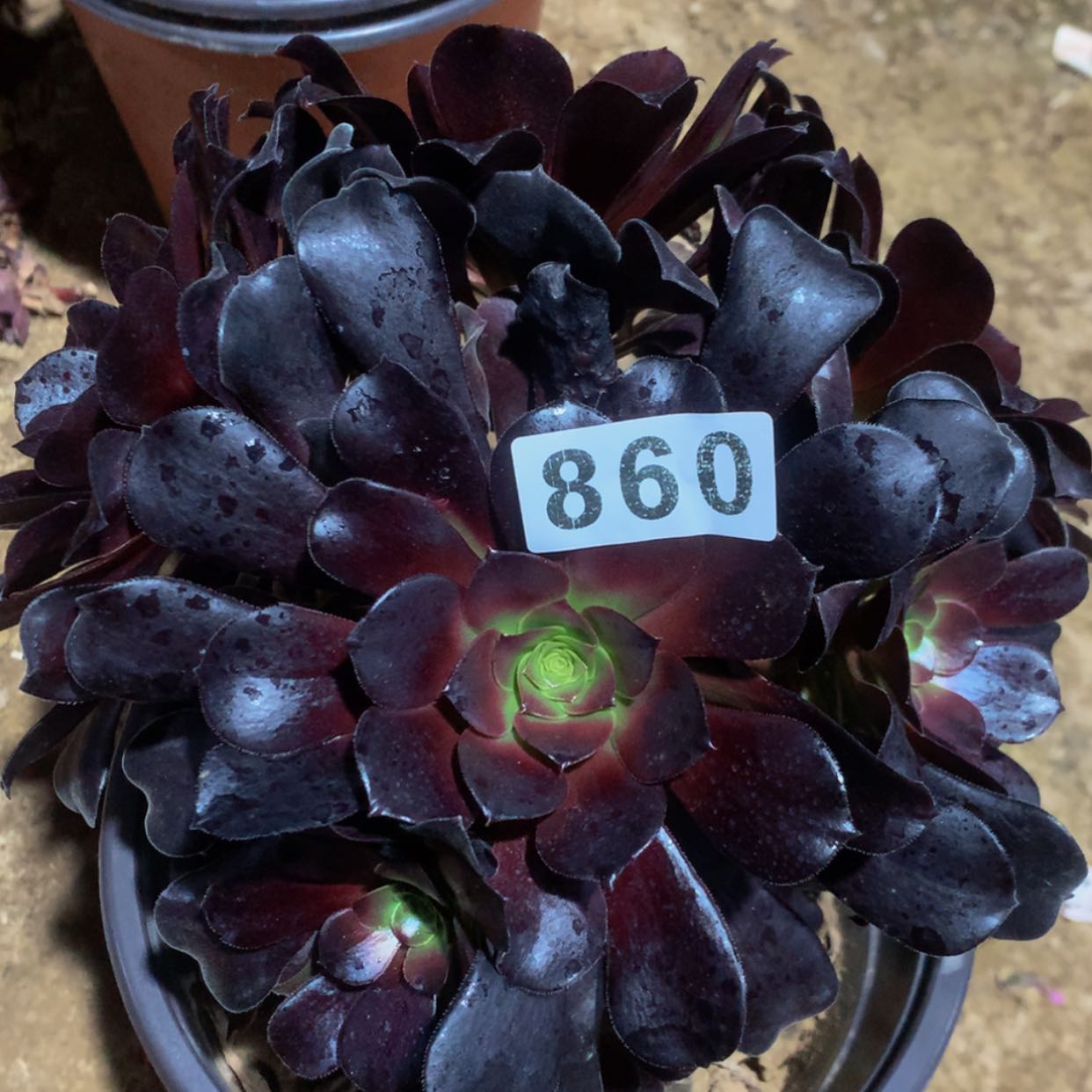 【闪购商品】860欧姿多肉