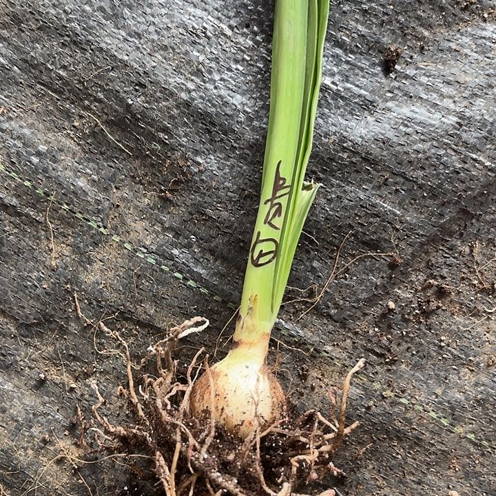 贵妇3.5有标包对版