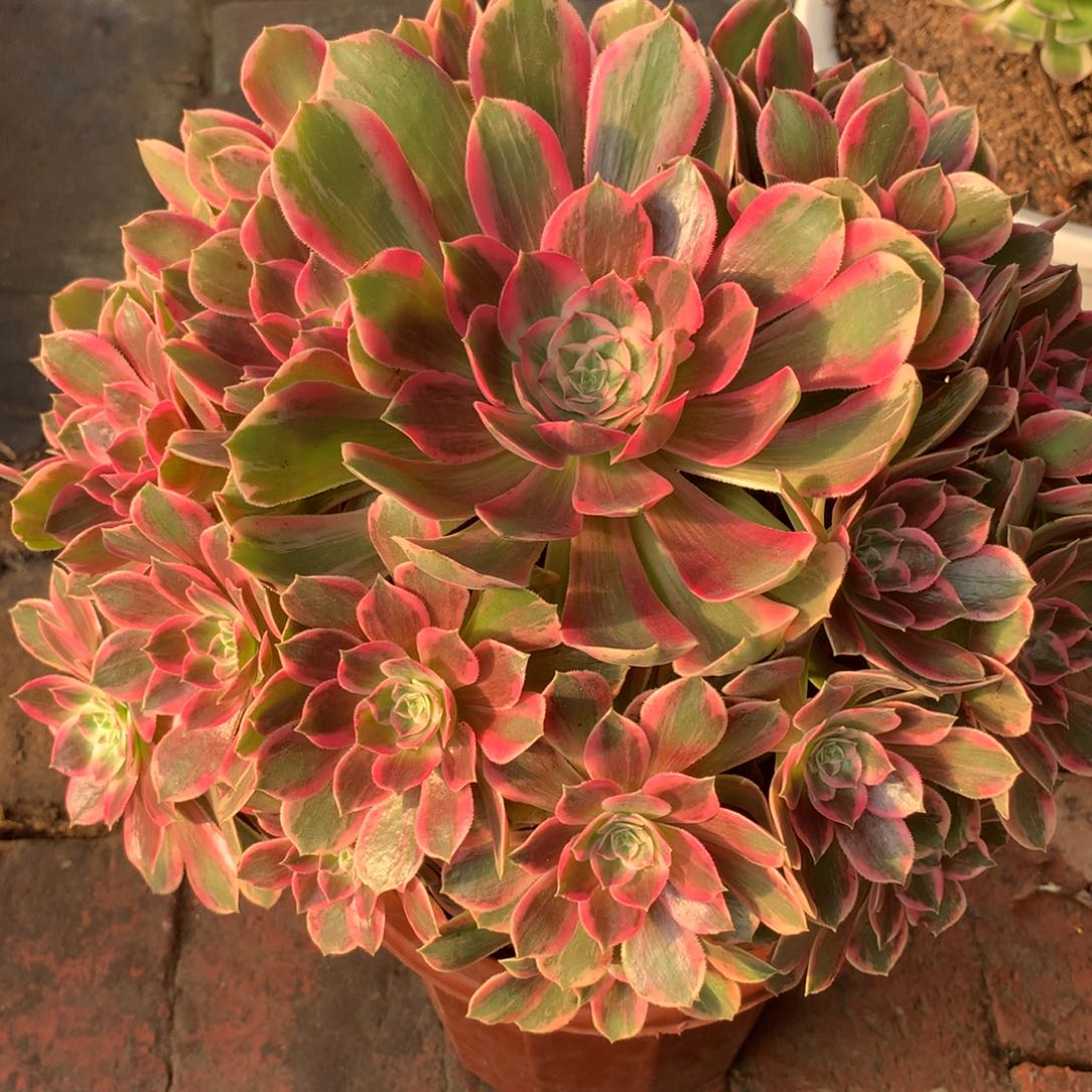 浣纱捧花，多肉植物