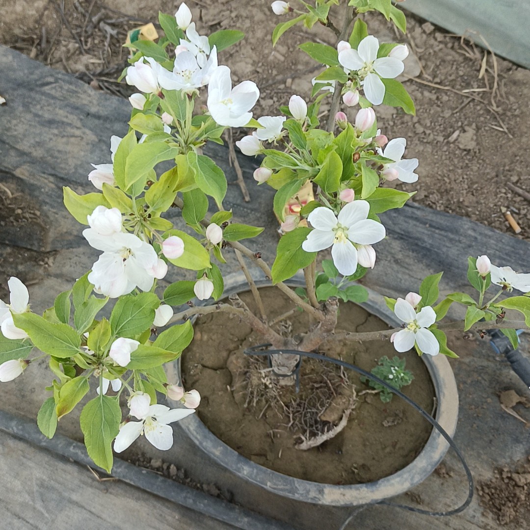老桩四季开花重瓣海棠花盆栽适合室内外种植