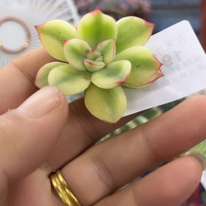1926紫梦锦无根多肉植物