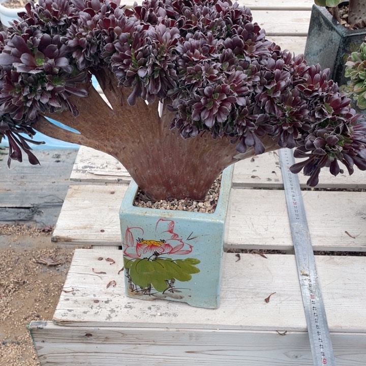 多肉葡萄和大白萝卜也能