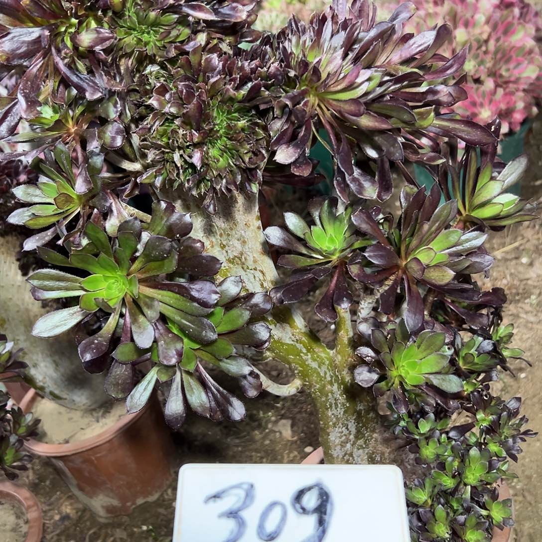 多肉植物黑法师缀花309