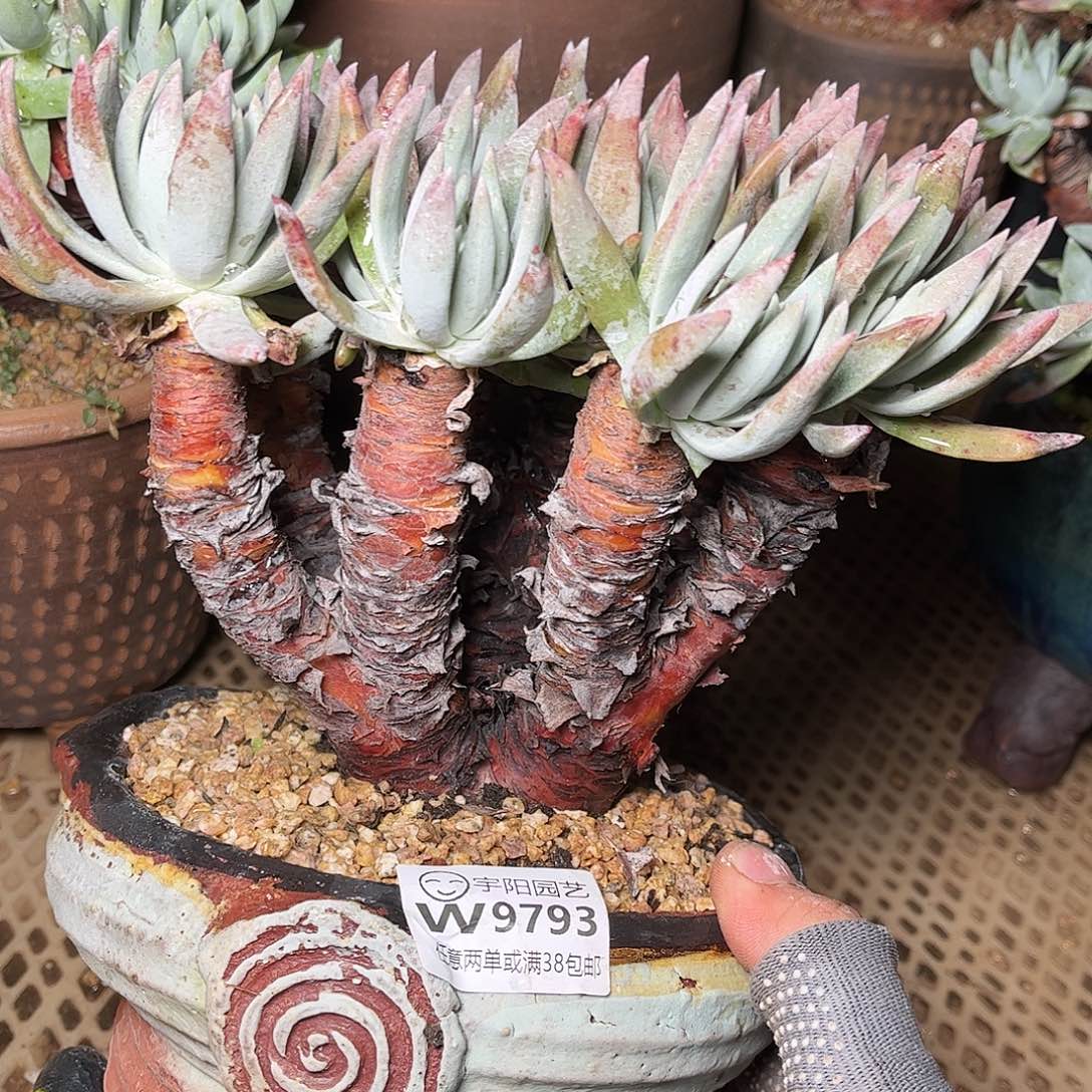 9793雪花仙女杯多肉