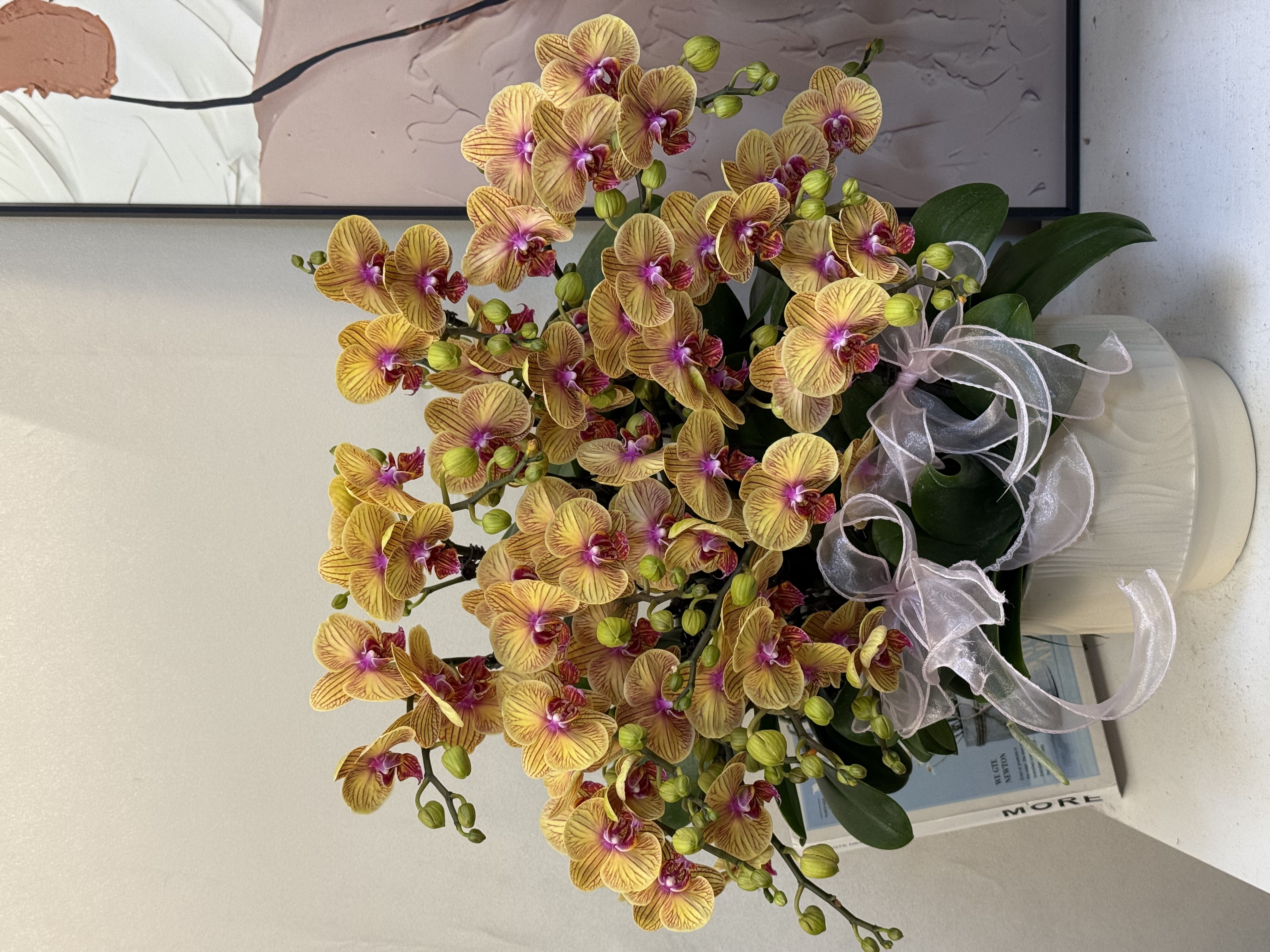  蝴蝶兰【黄金美人】真花 秋冬耐寒花卉 四季开花 花苞多多样性发货
