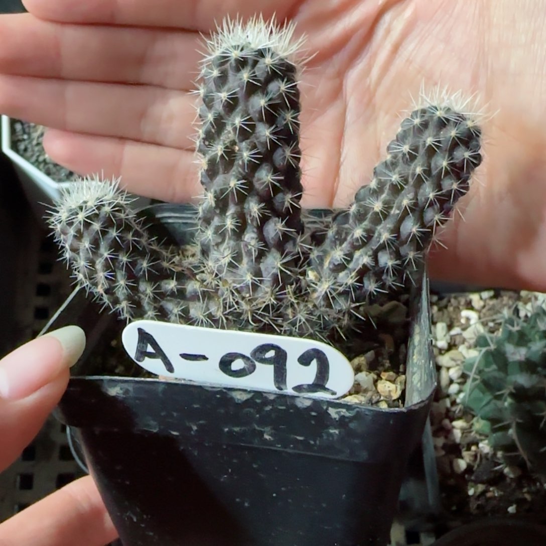 实生智利球多肉000