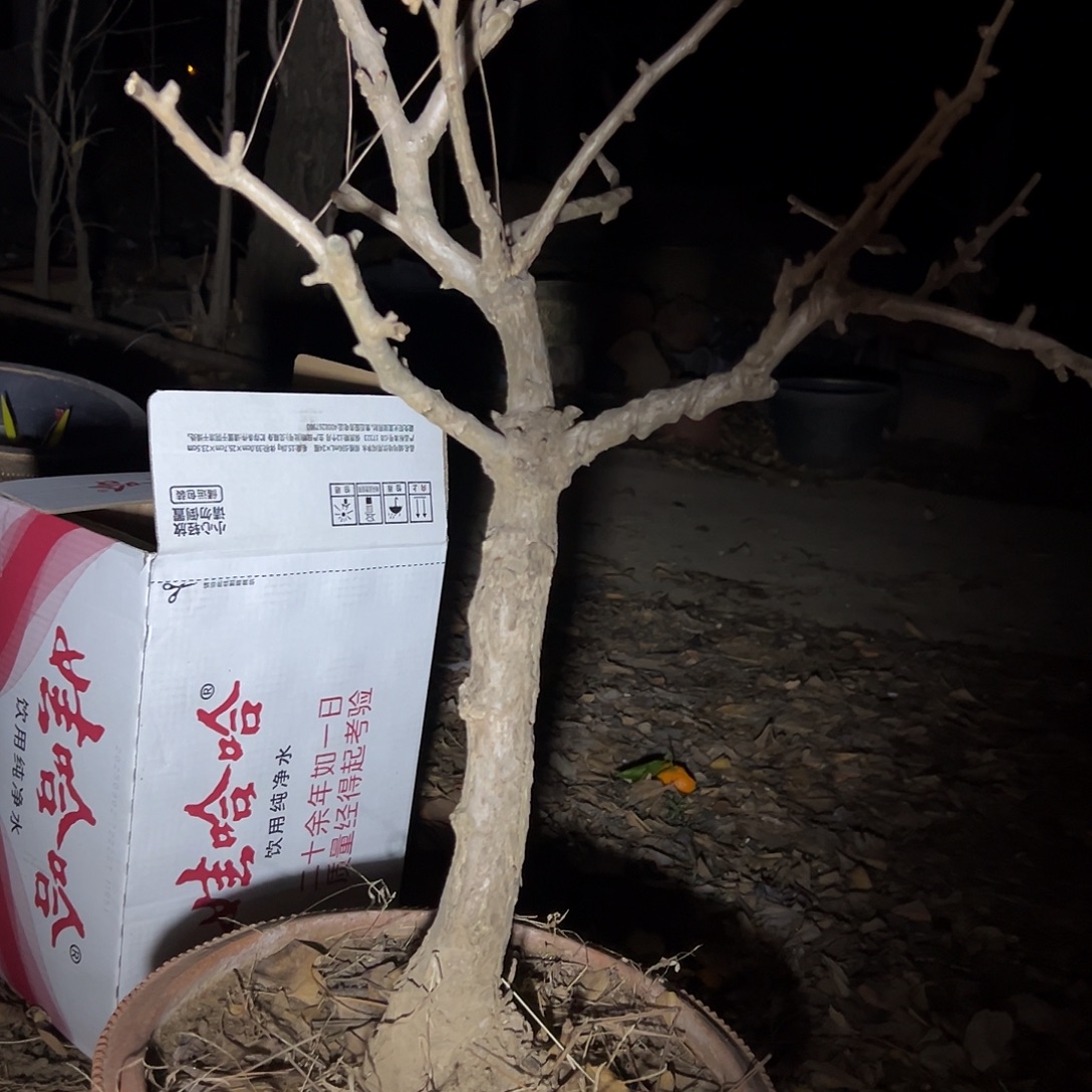 潮***无花朵银杏盆景带盆