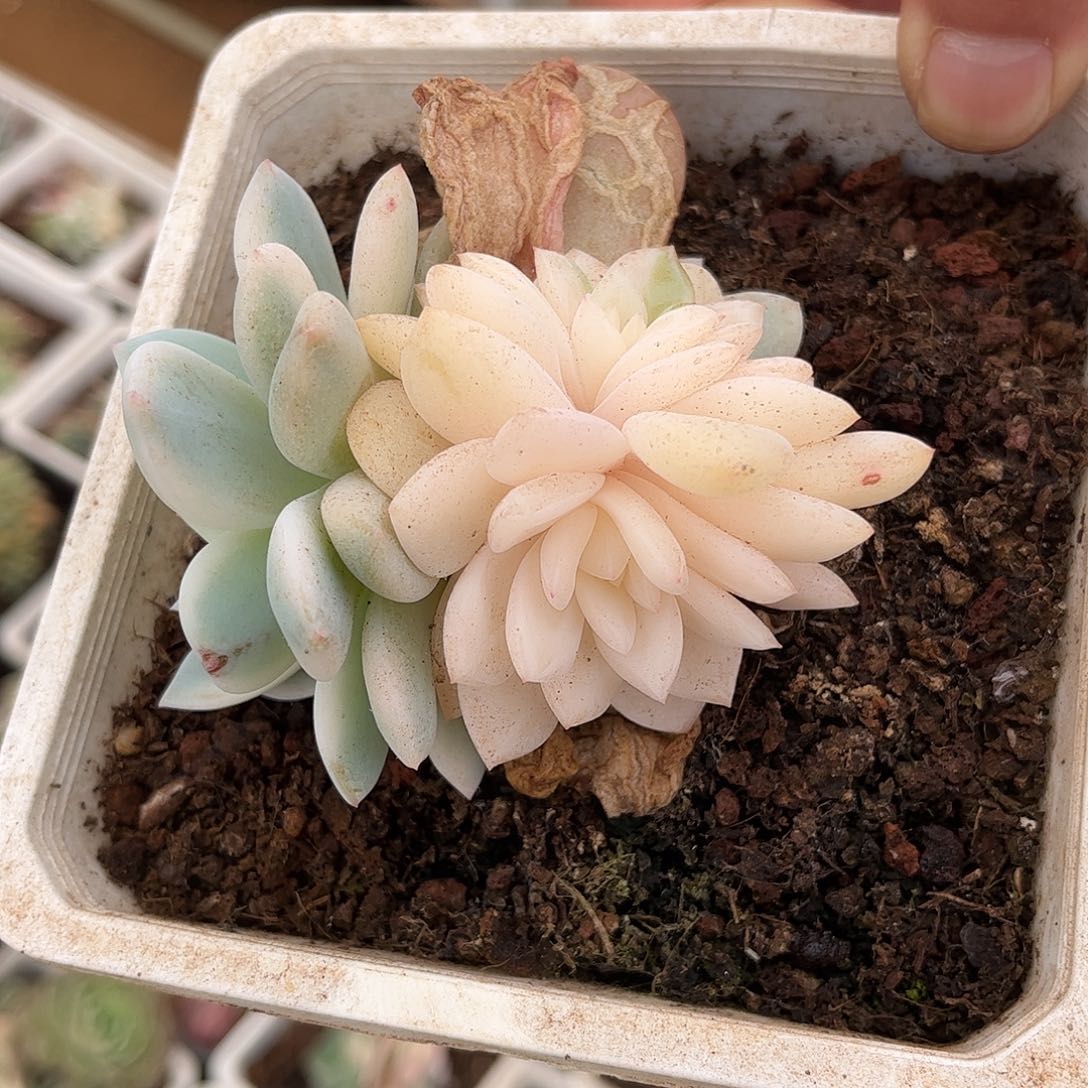 寄养链接的肉肉的