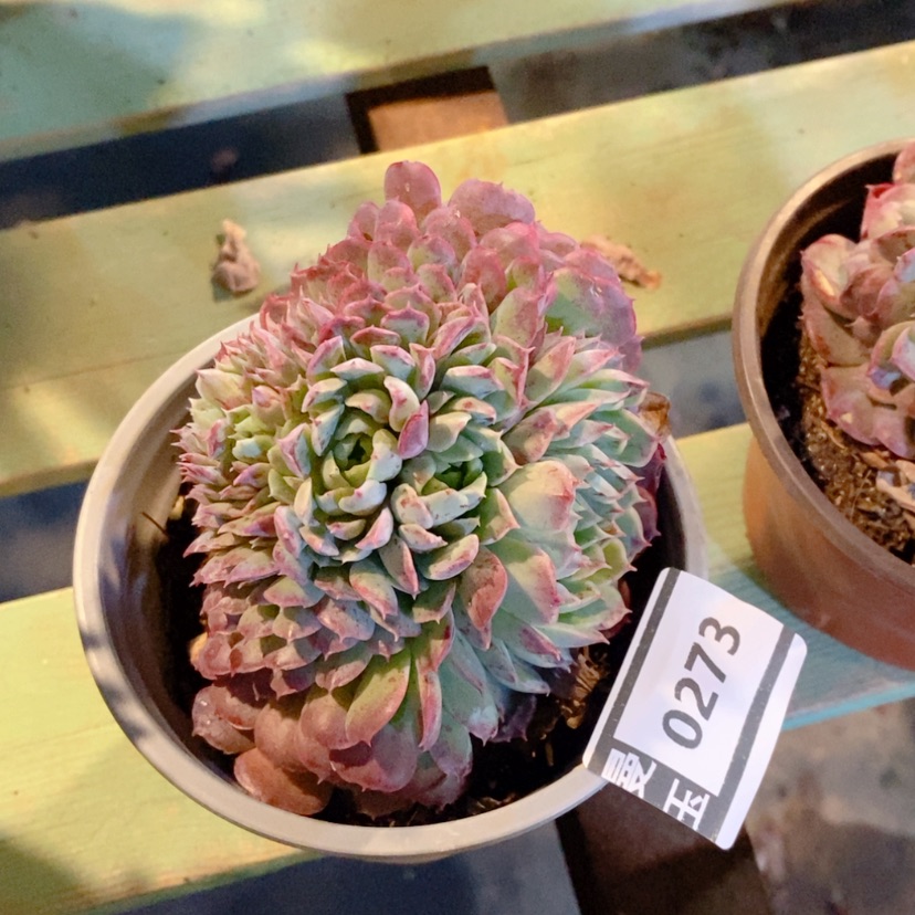 【闪购商品】朱砂痣缀0273