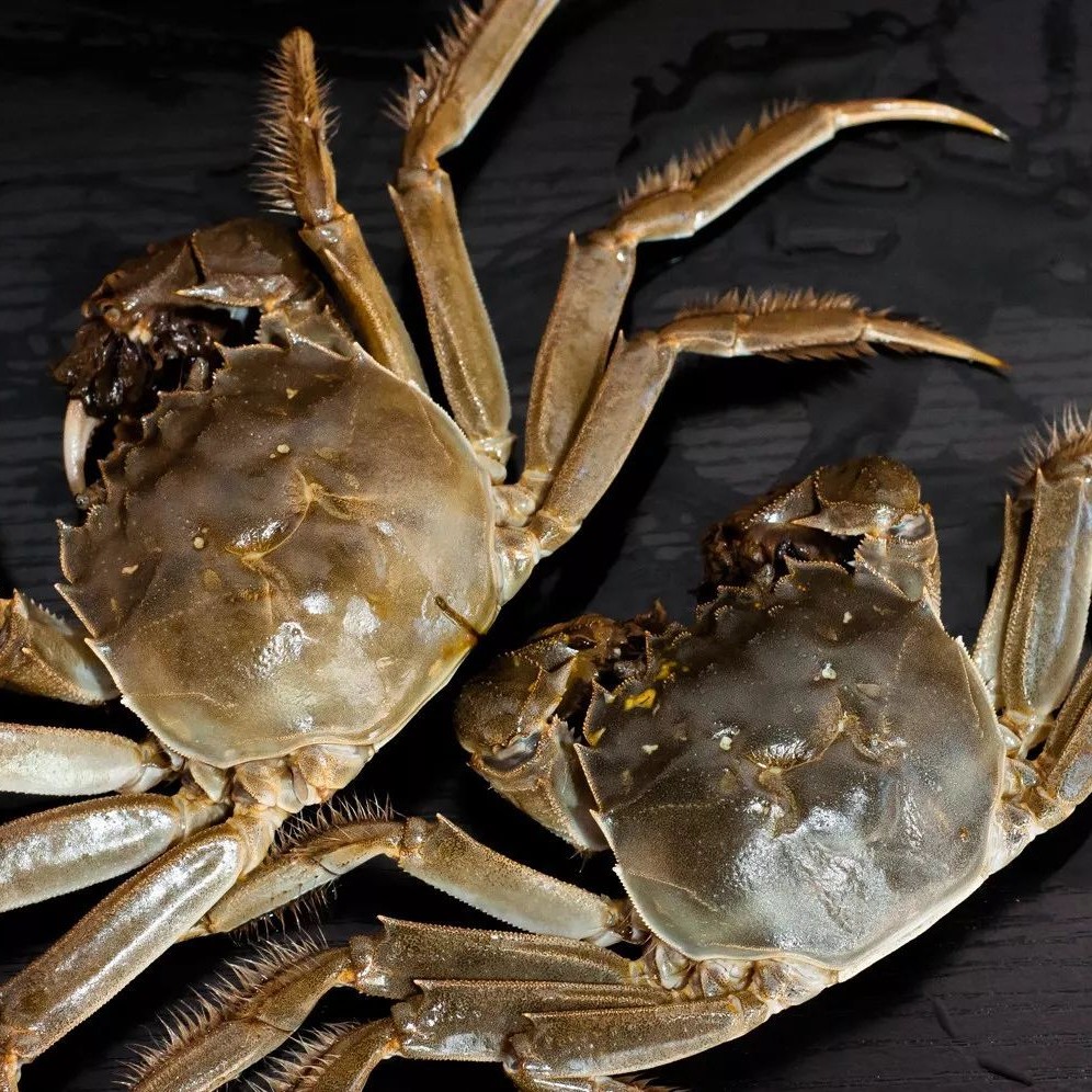 鲜活大闸蟹母4两/只 建湖固城湖 合肥市区当日达其余发顺丰