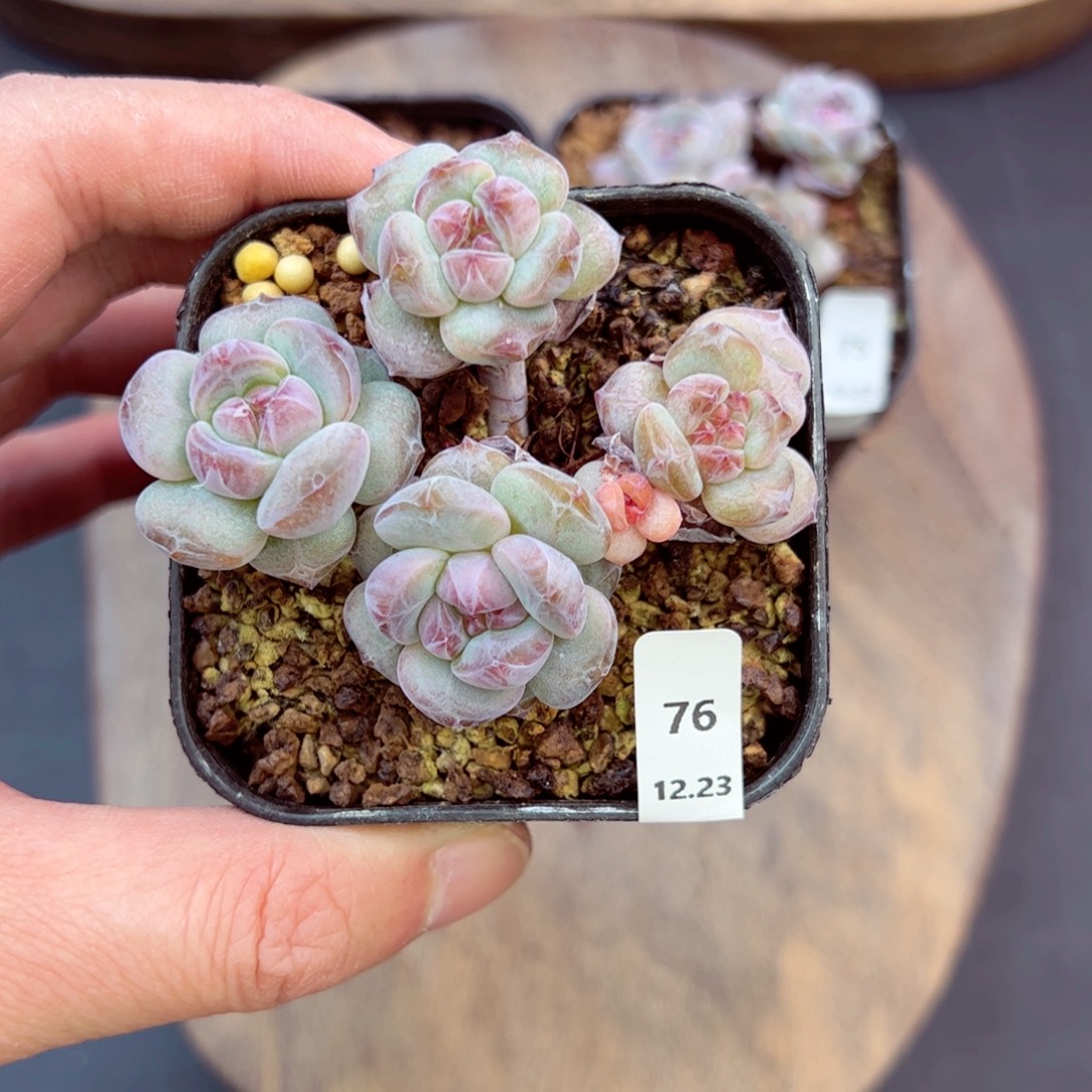 好好看76、哈哈哈哈