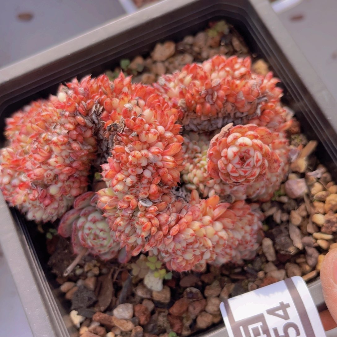 粉姬莲缀3154多肉植物