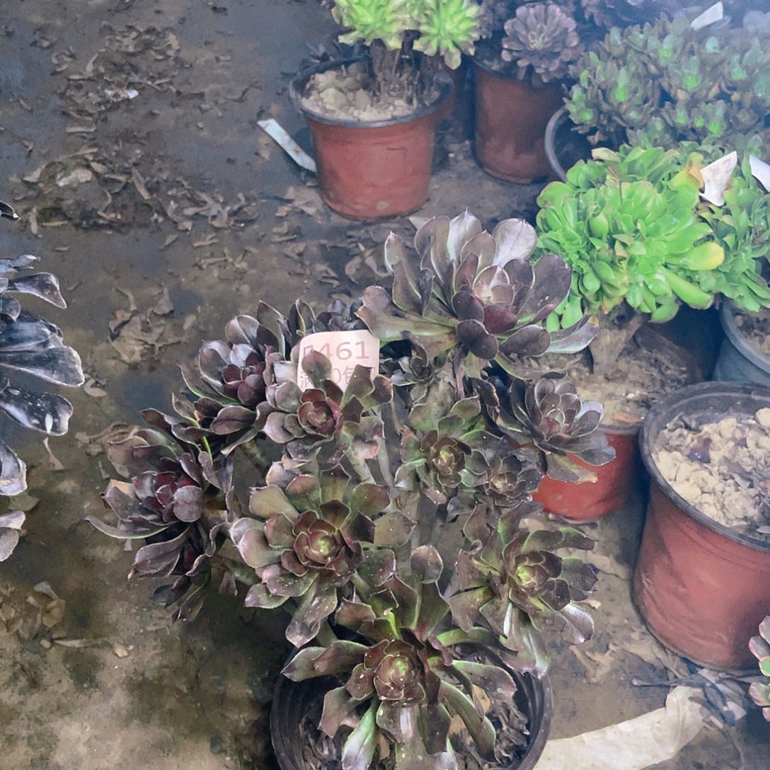 461灰法师有伤多肉