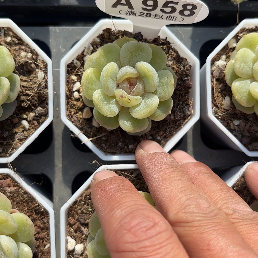 A958彩恋一物一拍