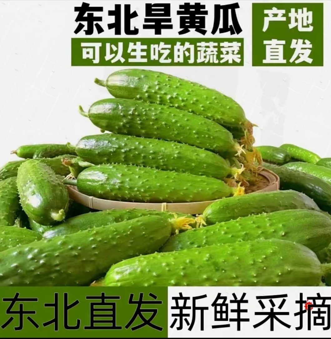 东北头茬旱黄瓜现摘现发（到货当天取货，过天不赔）