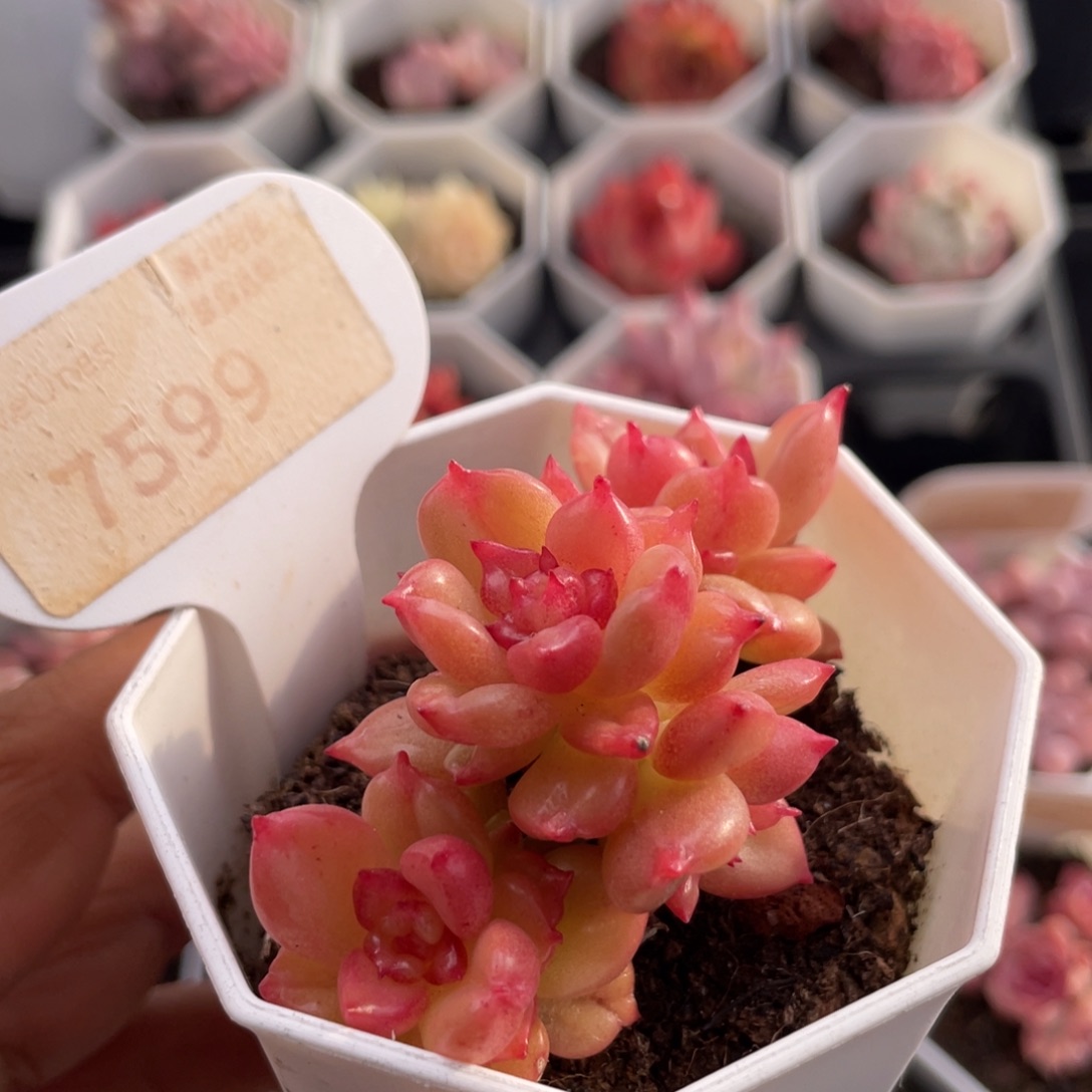 苹果花7599-6.5厘米