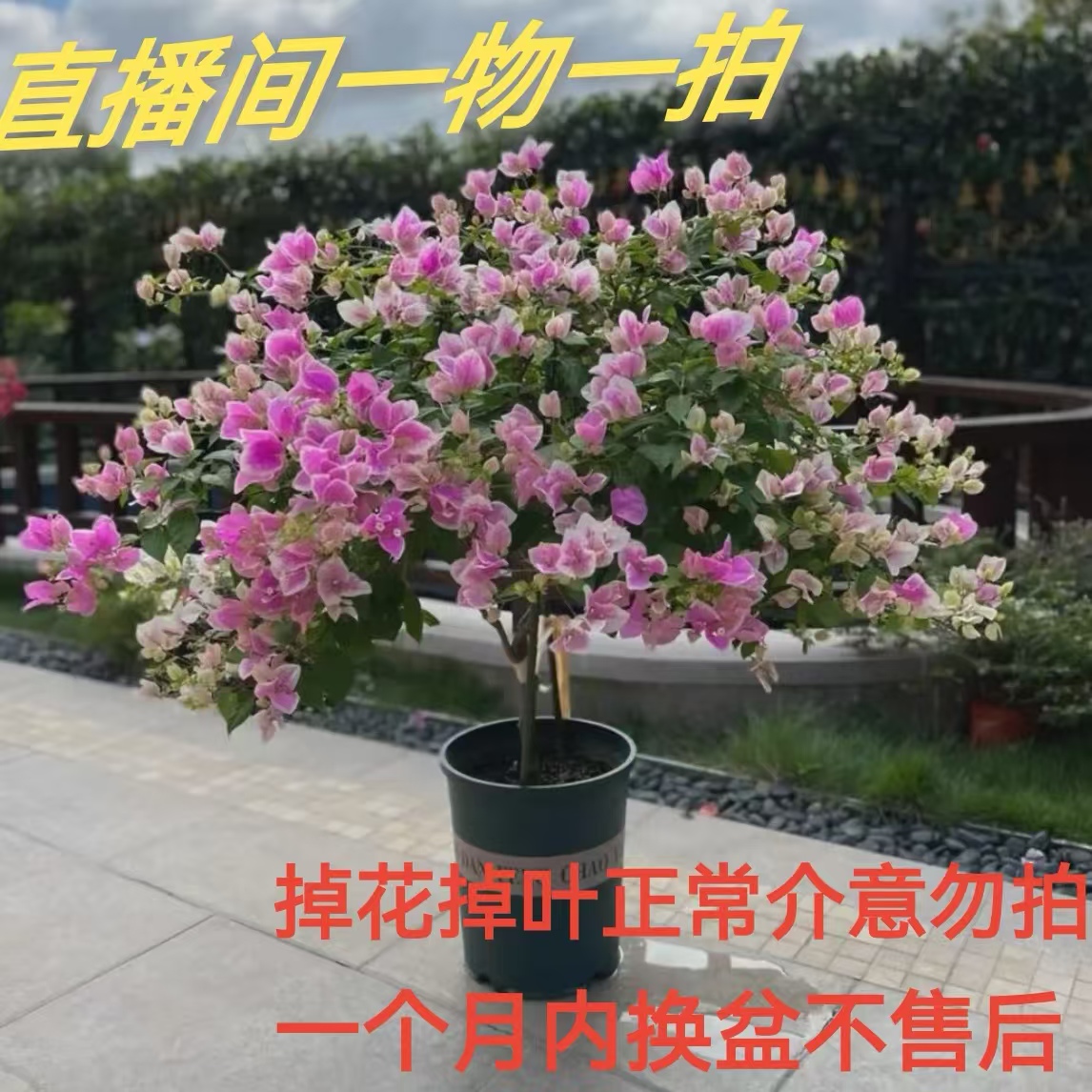 三角梅一物一拍盆栽高飘老桩勤花（掉花叶正常介意勿拍换盆不售后）