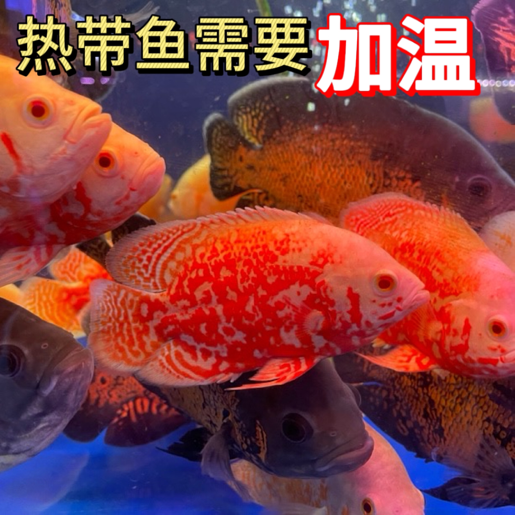 地图鱼黑白色猪仔鱼中大型淡水热带鱼宠物热带观赏鱼活体