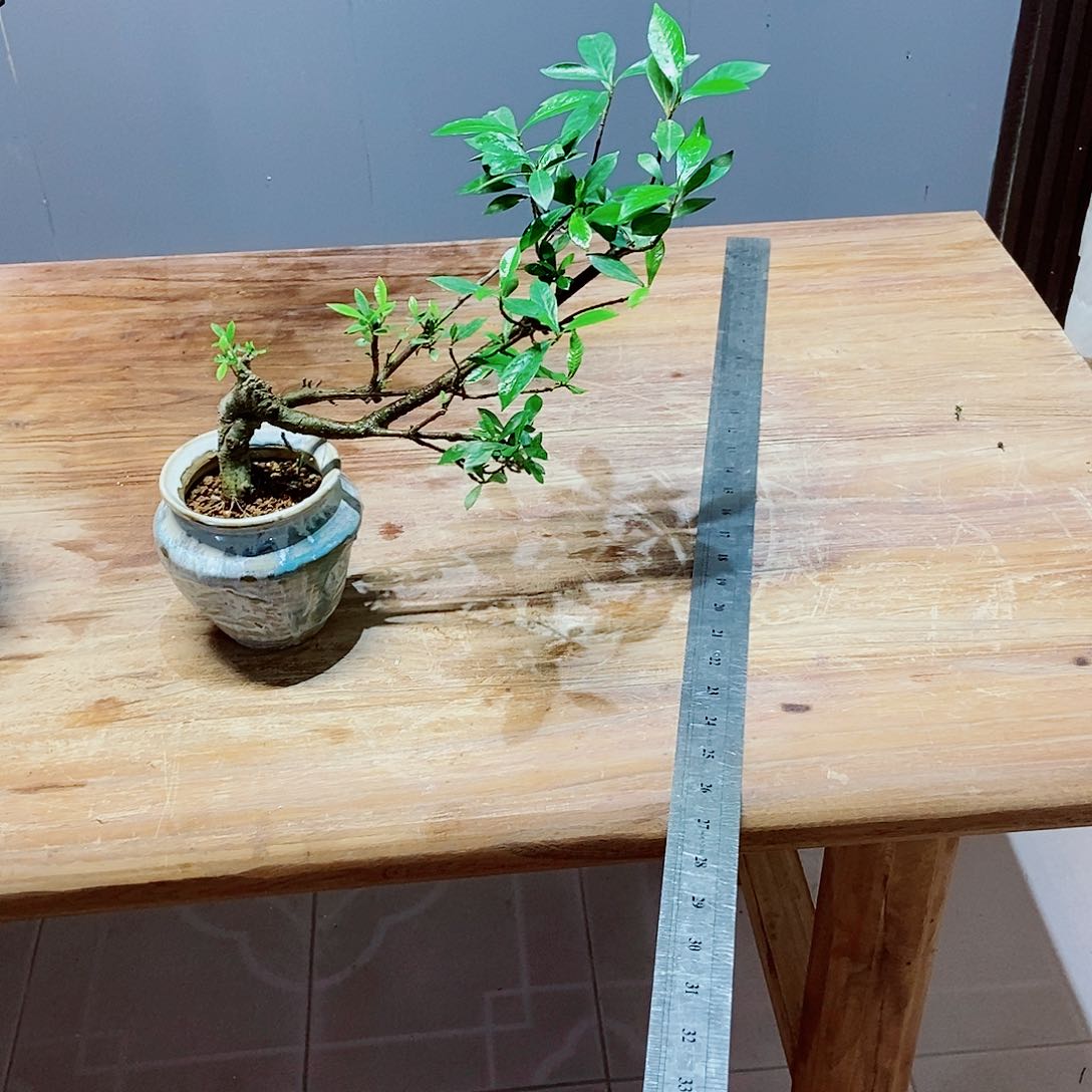 无花朵放*感谢您的支持和信任