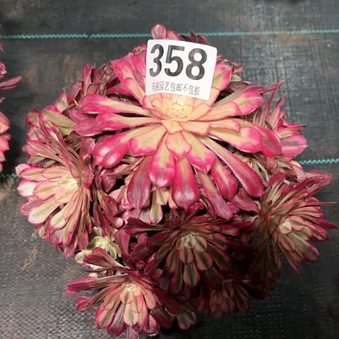 【闪购商品】李*358桐柏2-10