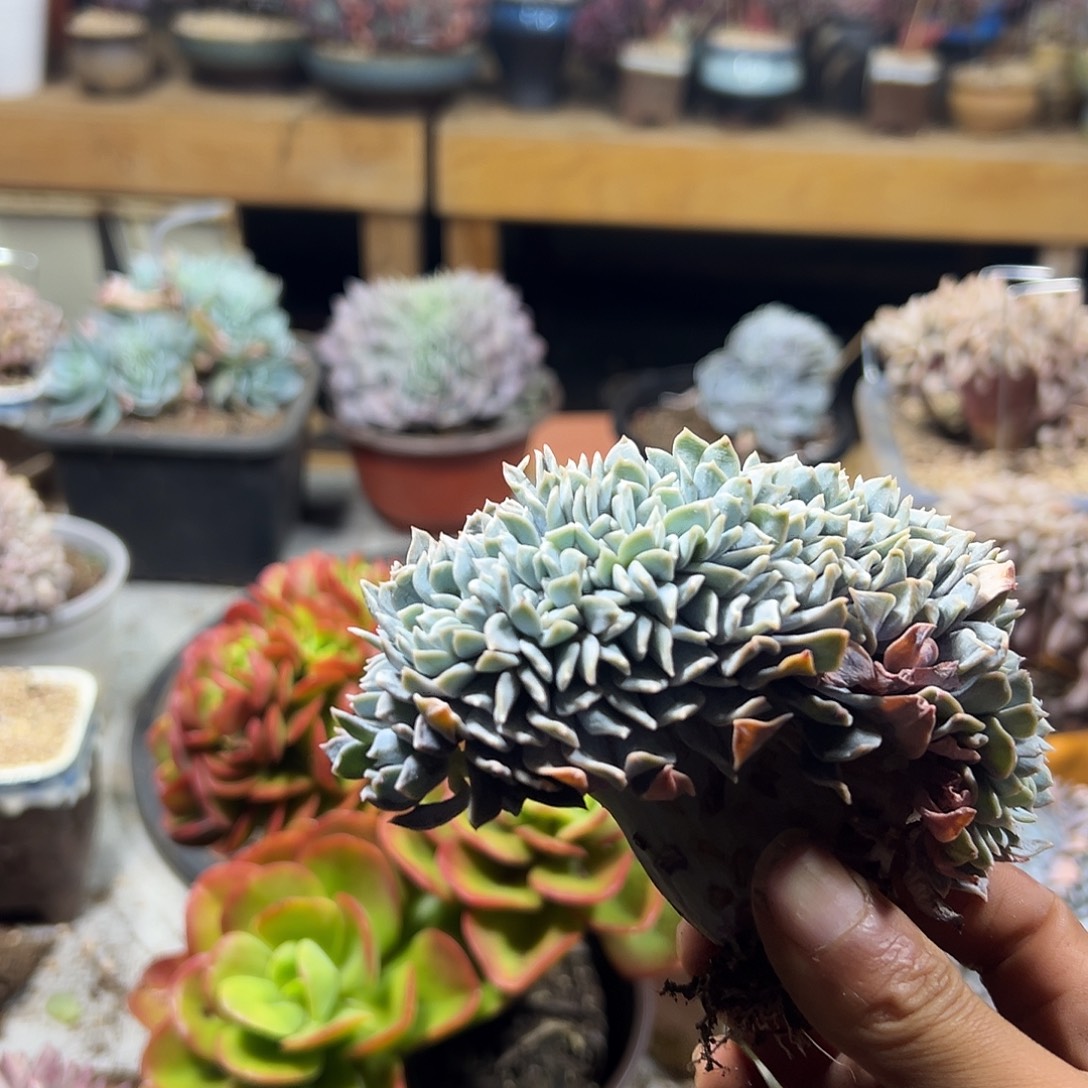 0***^多肉植物实物直播实物234