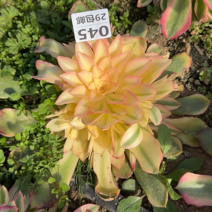 香妃……多肉植物……