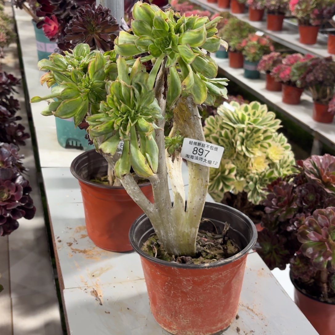 897黄中斑多肉植物法师