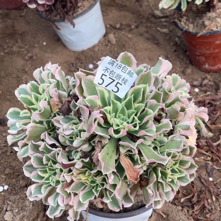 575白凤手捧1法师