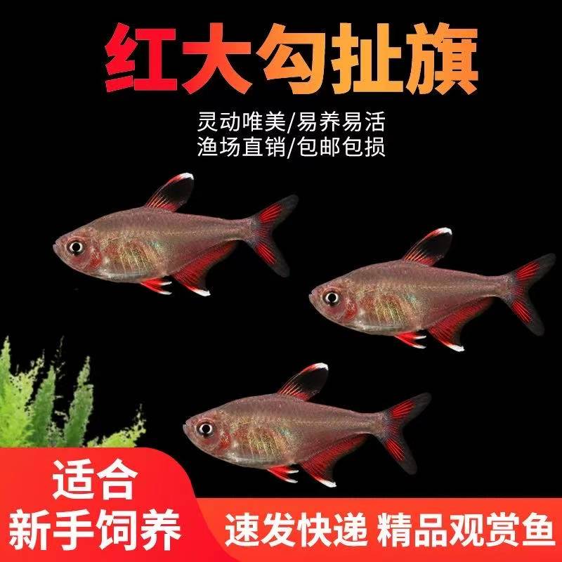 粉红大勾扯旗福袋包邮不包损链接勿拍