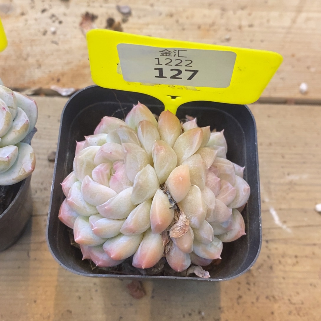 福利多多。1222127