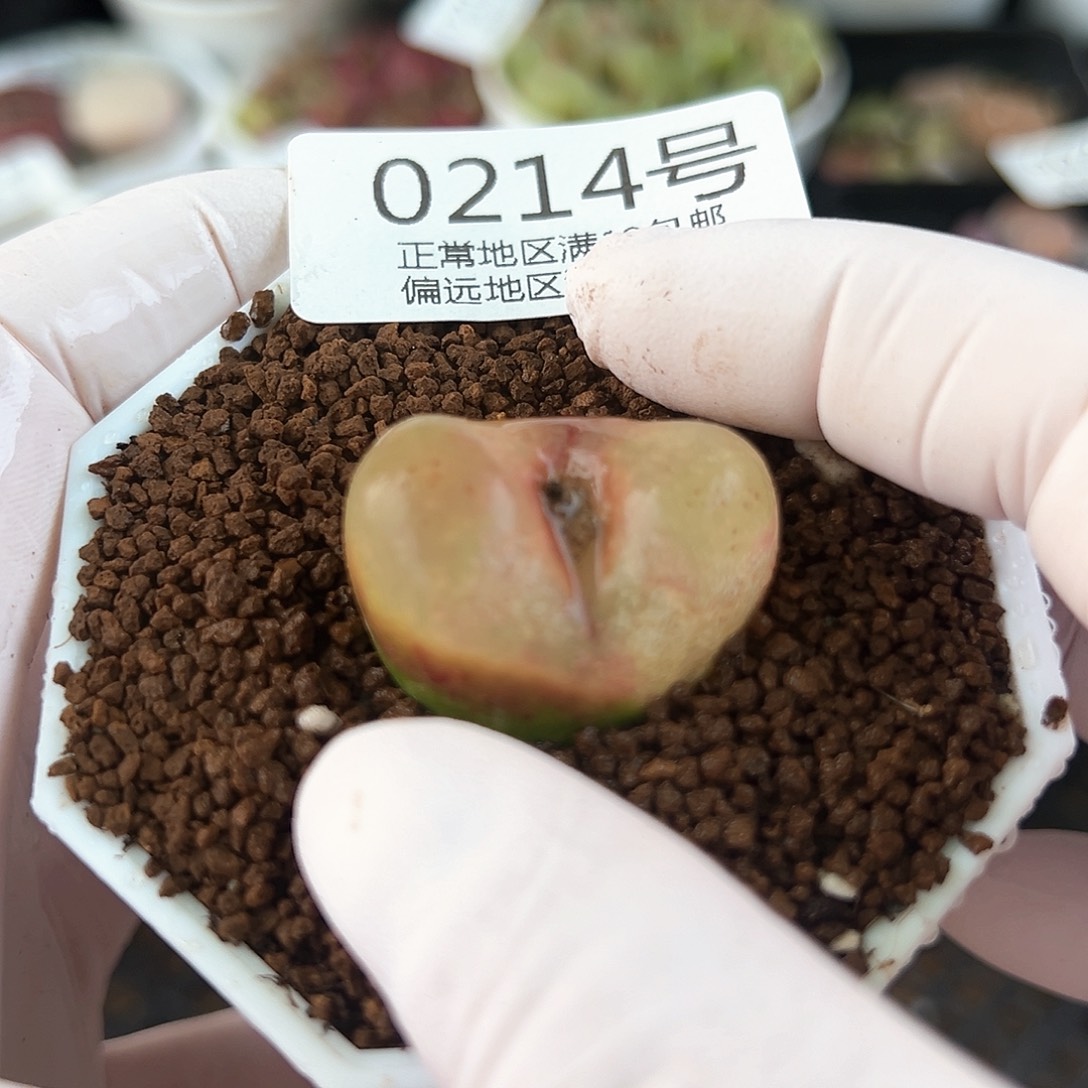 0214七年毛毛3cmmm