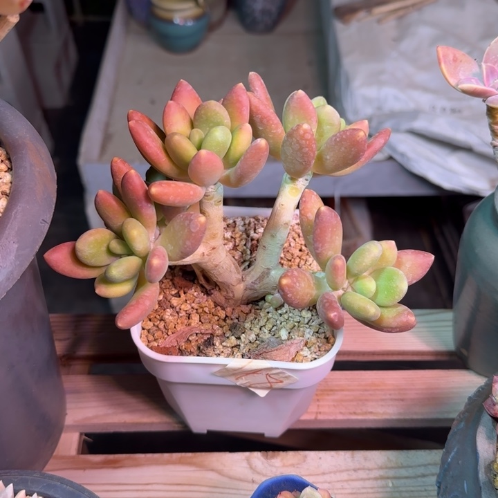 芒果奶多肉植物fhchjk