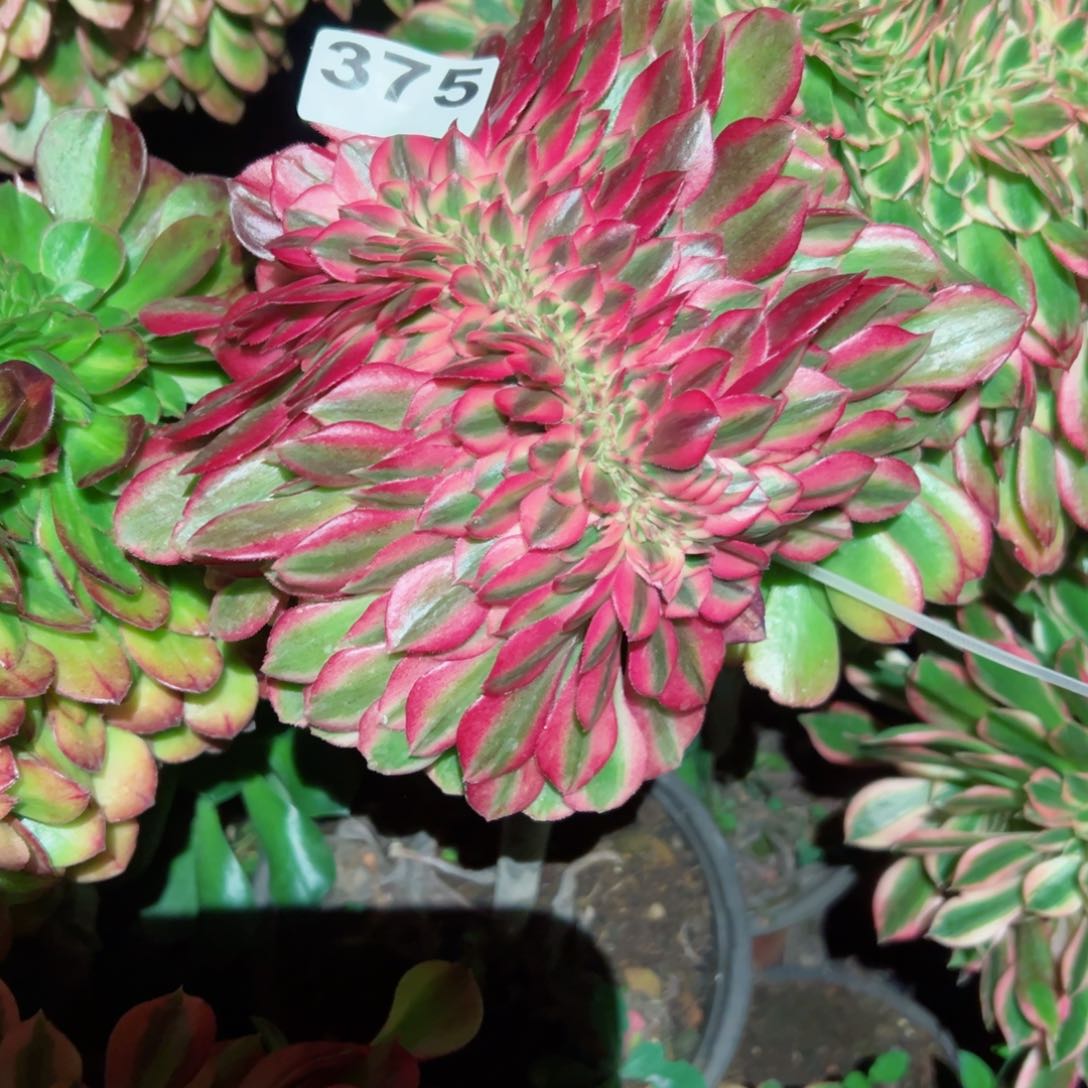 375 号多肉植物法师倾城