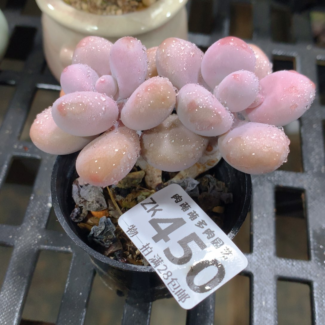 肉萌萌拇指盆精控多肉ZK450