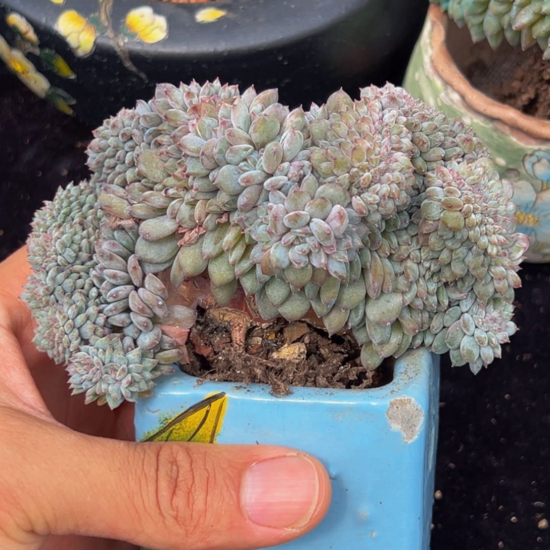 新年快乐 新年快乐