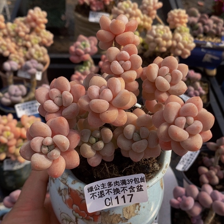 鱼子酱老桩9cm117多肉植物