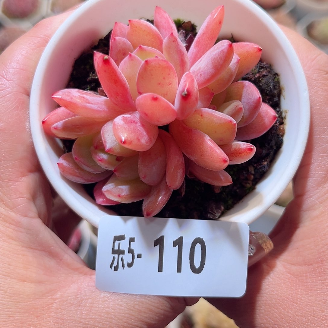 乐5-110 万宝龙群