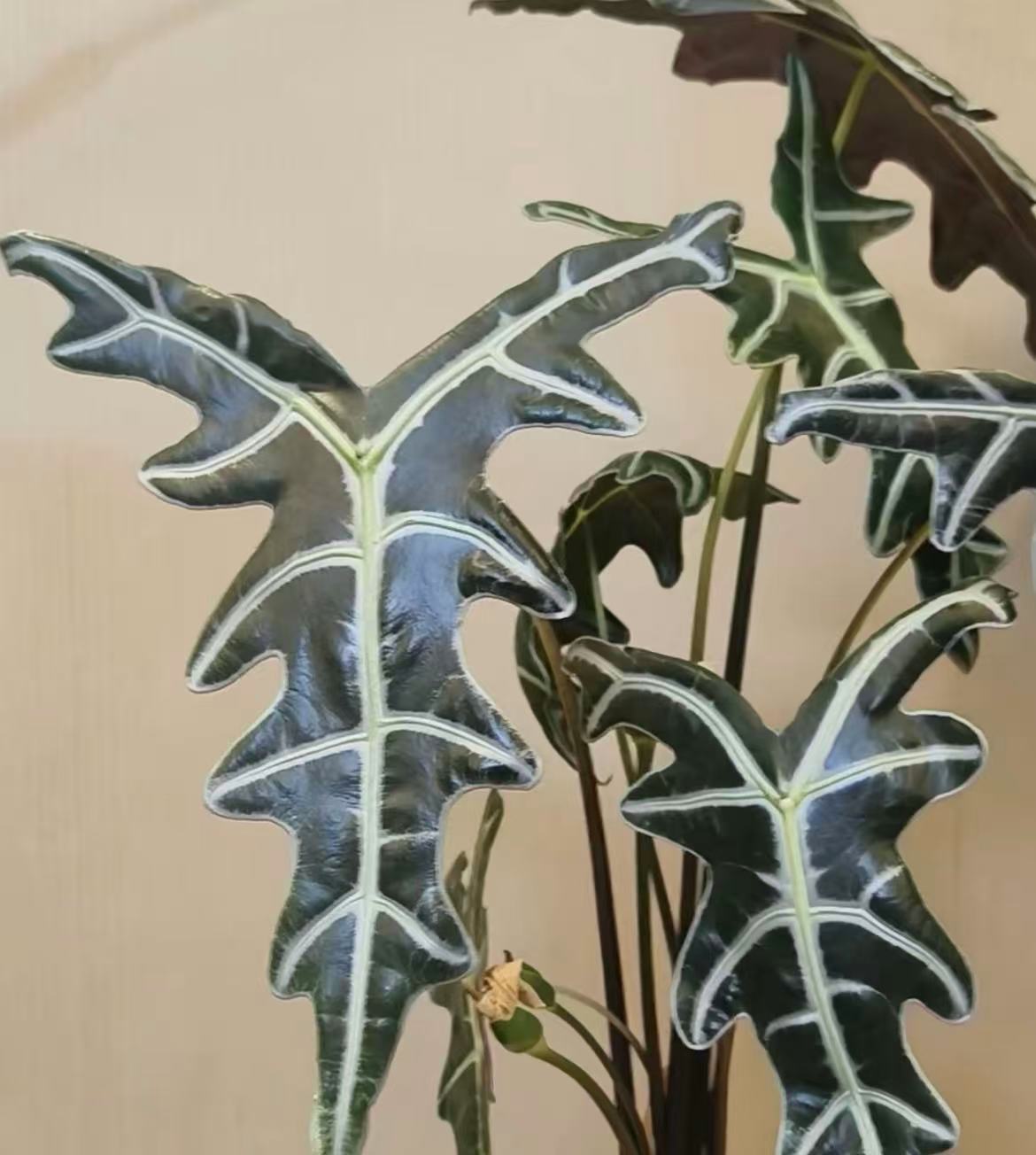 诺比鱼骨海芋室内耐阴吸甲醛绿植盆栽办公桌装饰