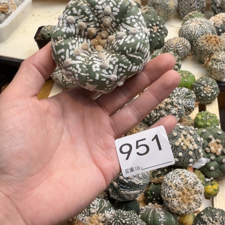 兜星球仙人球951号