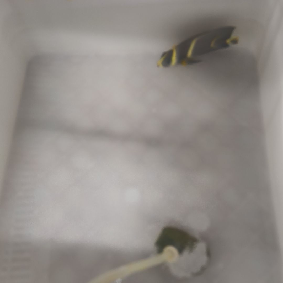 寅***海水鱼超级无敌小灰仙