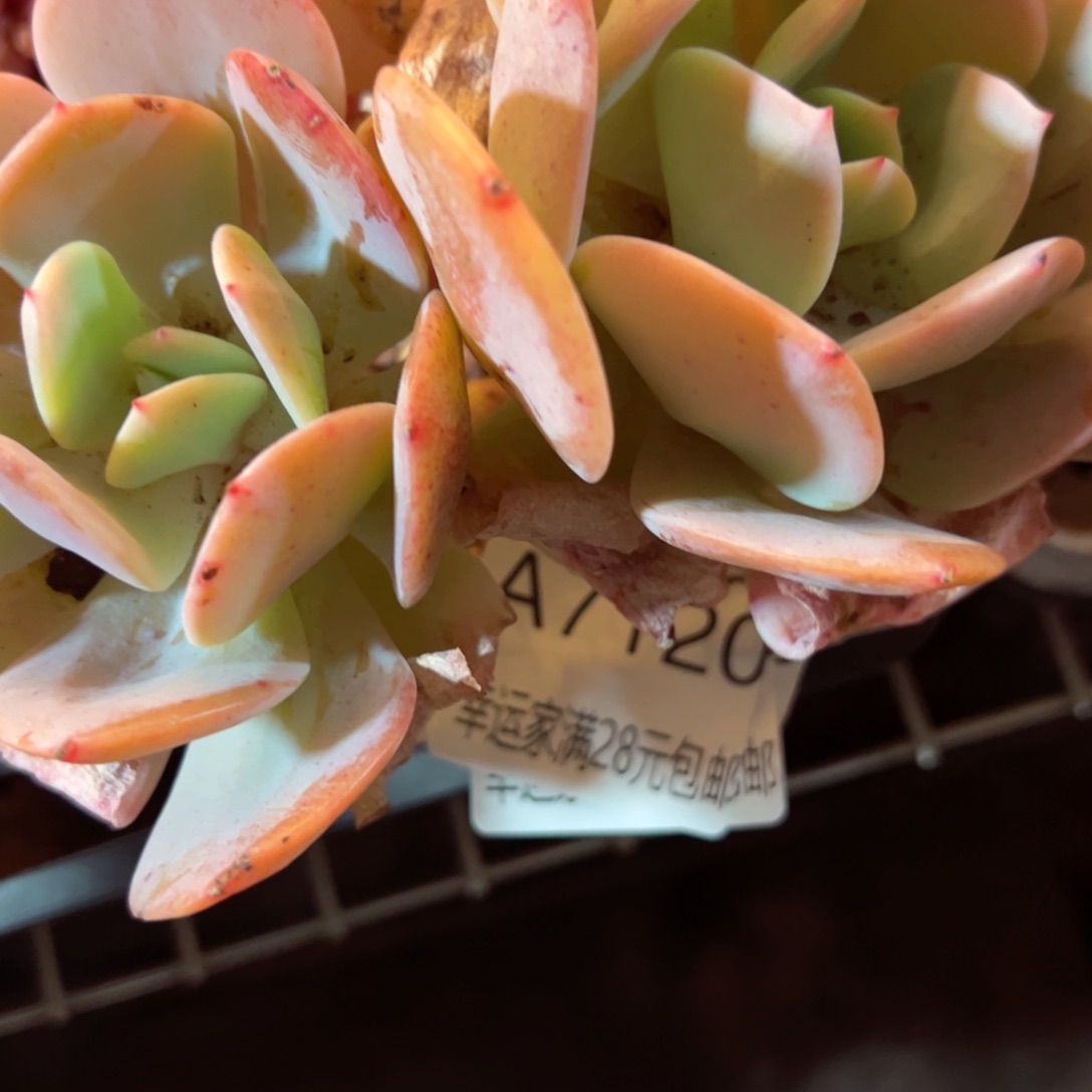 幸运的是我的朋友们一起