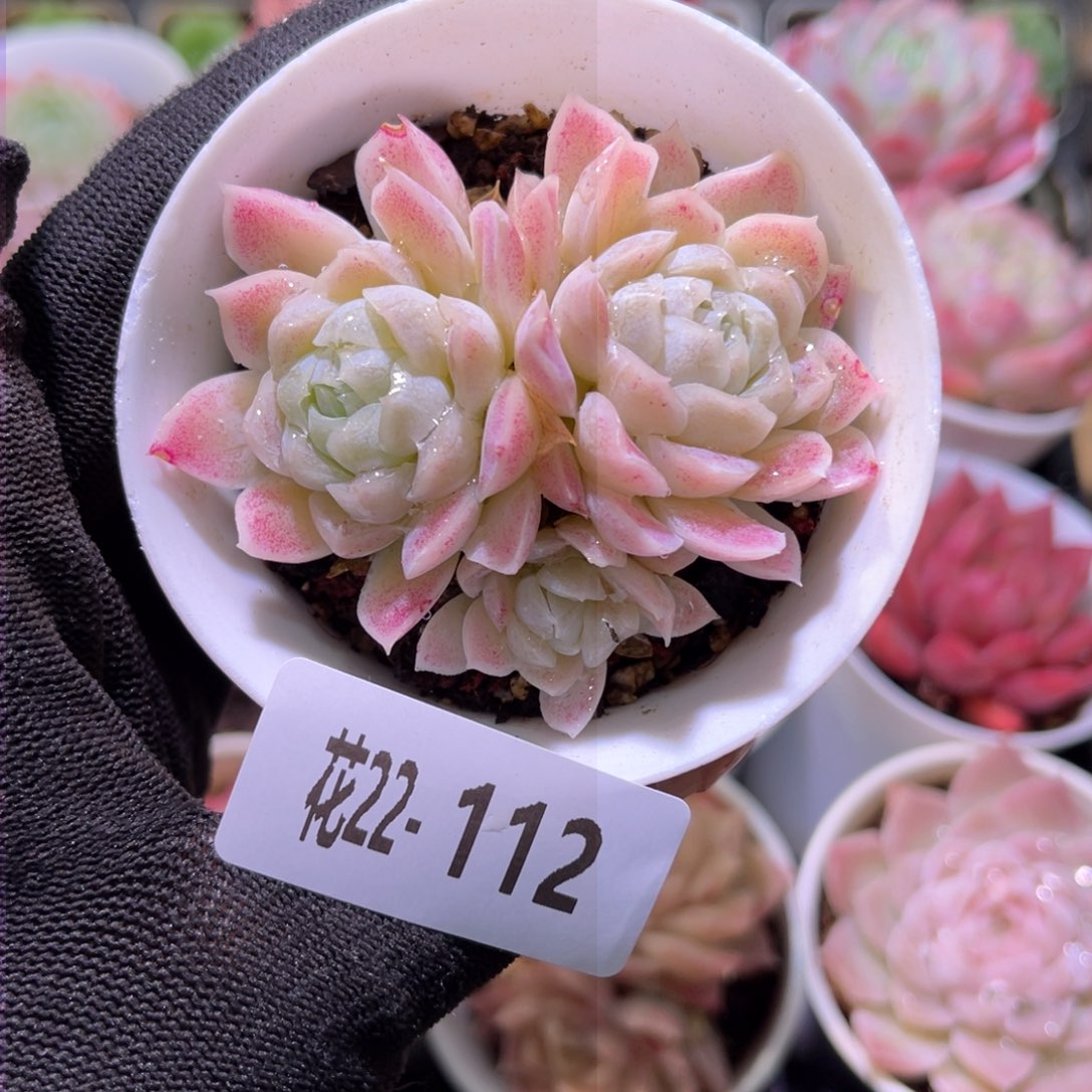 花22-112白月影三头