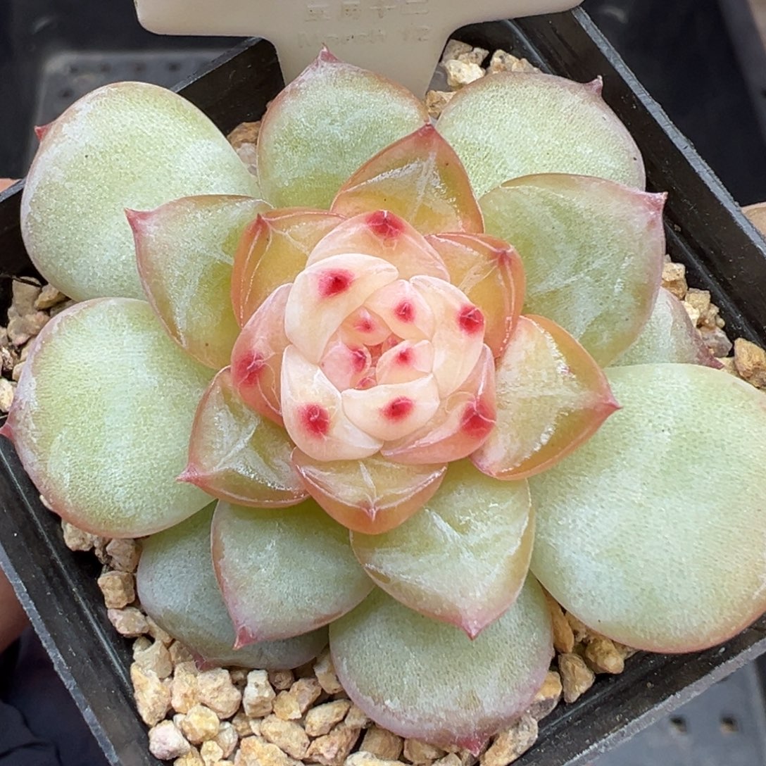 827号风花雪月系列新个体