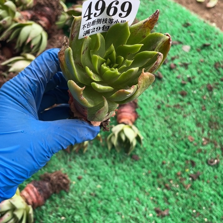 969号坎戴多肉植物