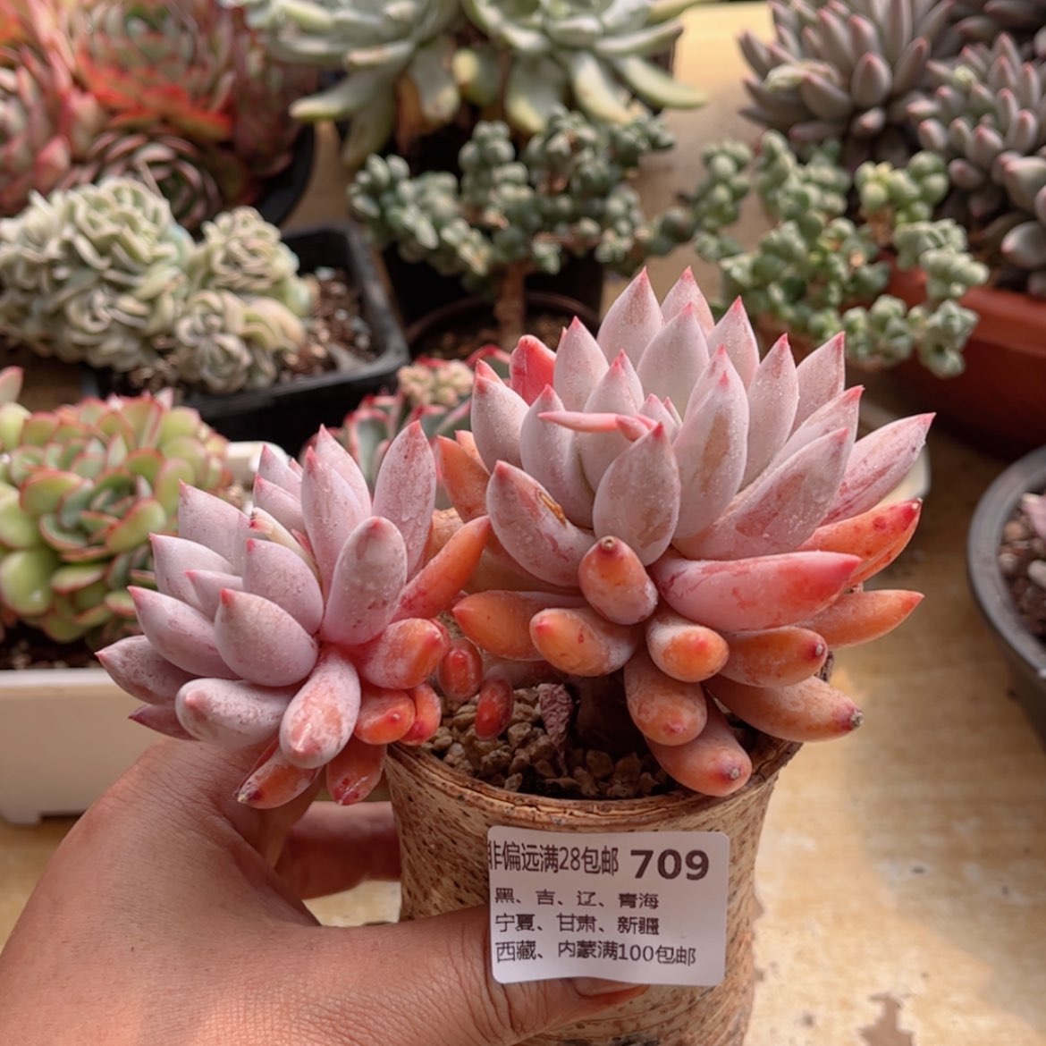 【闪购商品】709所罗门