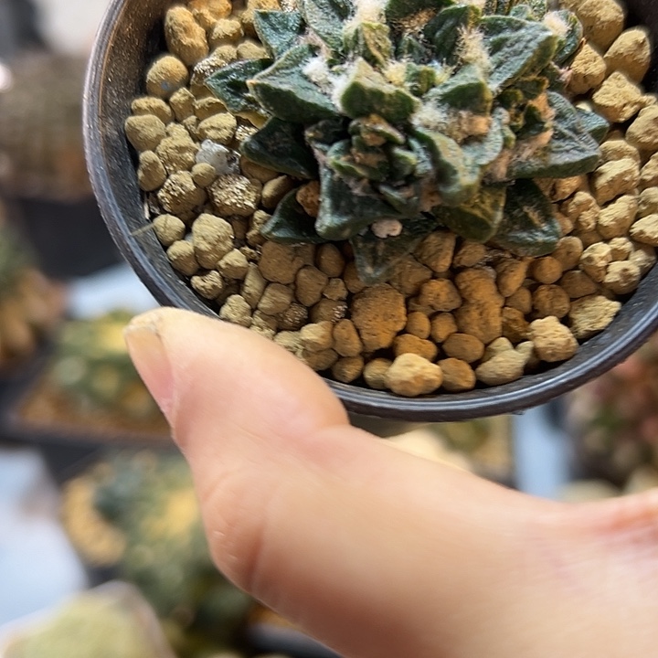 52号自根龙角4.5公分