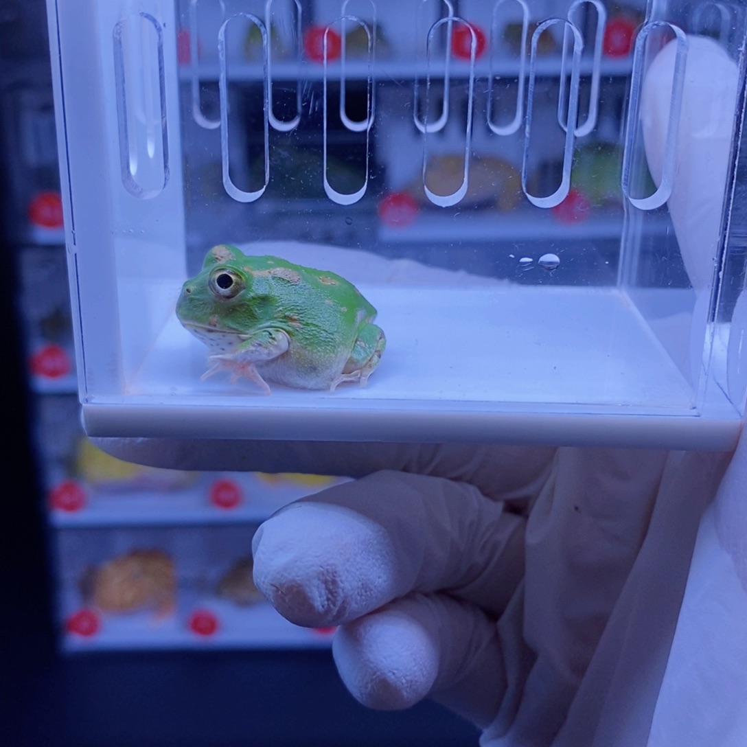 涵***妈角蛙角蛙3-10cm闪购专享链接