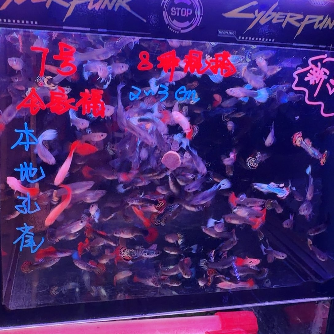 孔雀鱼全家福66条(55条送11条备损)
